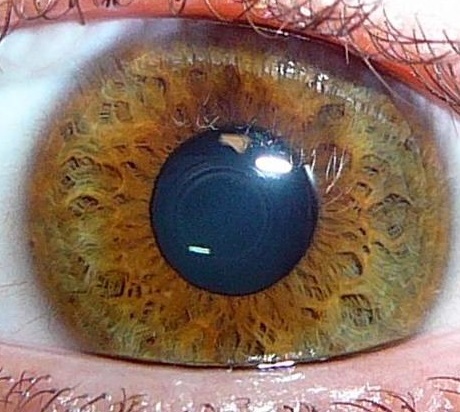 Радужка содержит пигмент. Цвет Радужки глаза. Радужная оболочка глаза. Пигмент в радужной оболочке.