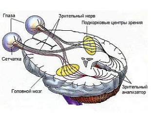 Побледнение диска зрительного нерва. Частичная форма атрофии нерва в глазах